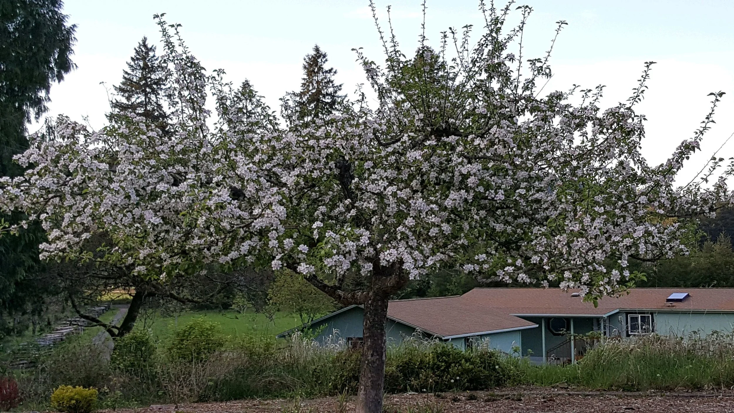 From Flower to Fruit The Mysteries of Apple Pollination — Seattle's