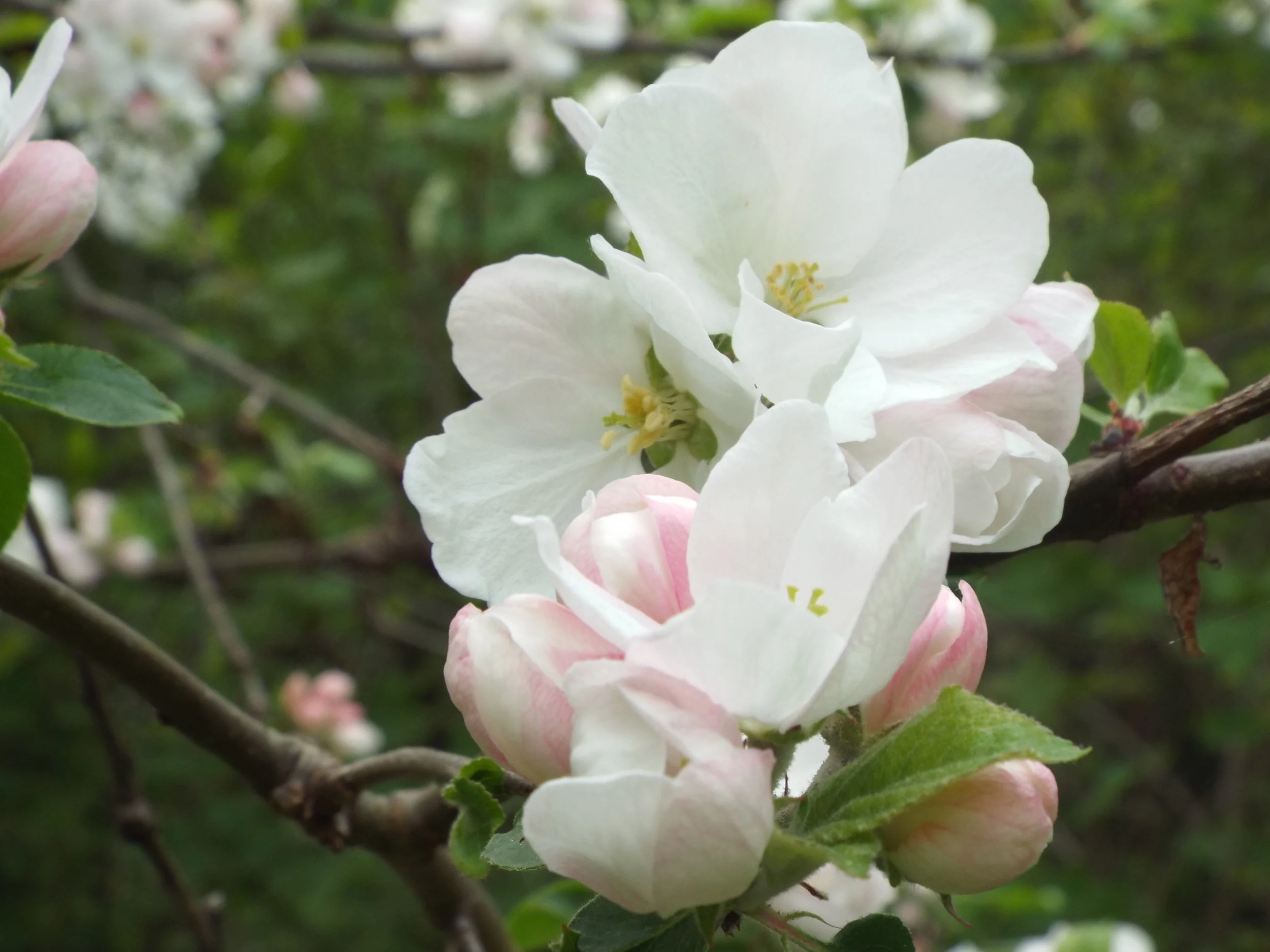 From Flower to Fruit The Mysteries of Apple Pollination — Seattle's