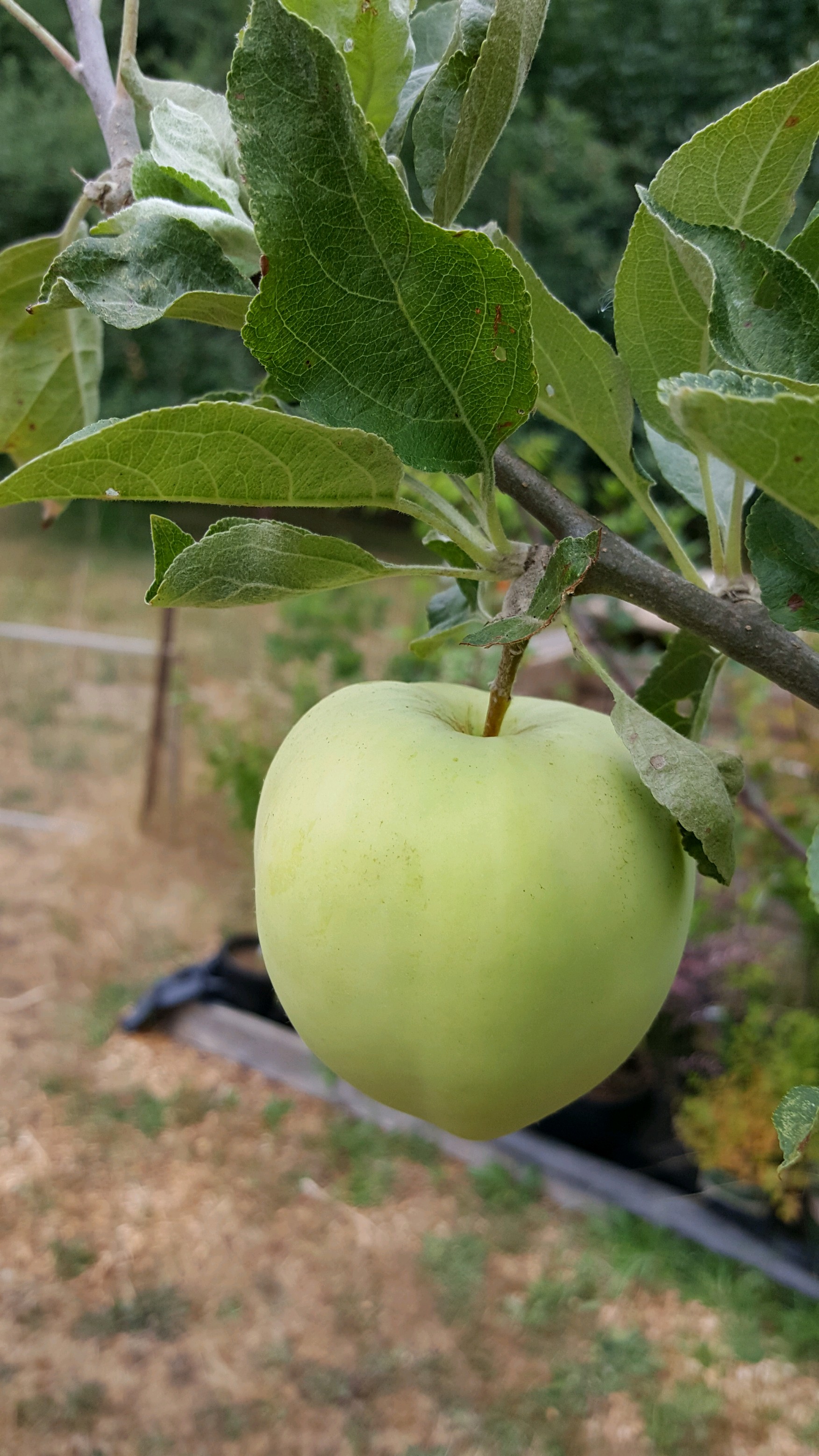 From Flower to Fruit: The Mysteries of Apple Pollination — Seattle's Favorite Garden Store Since ...