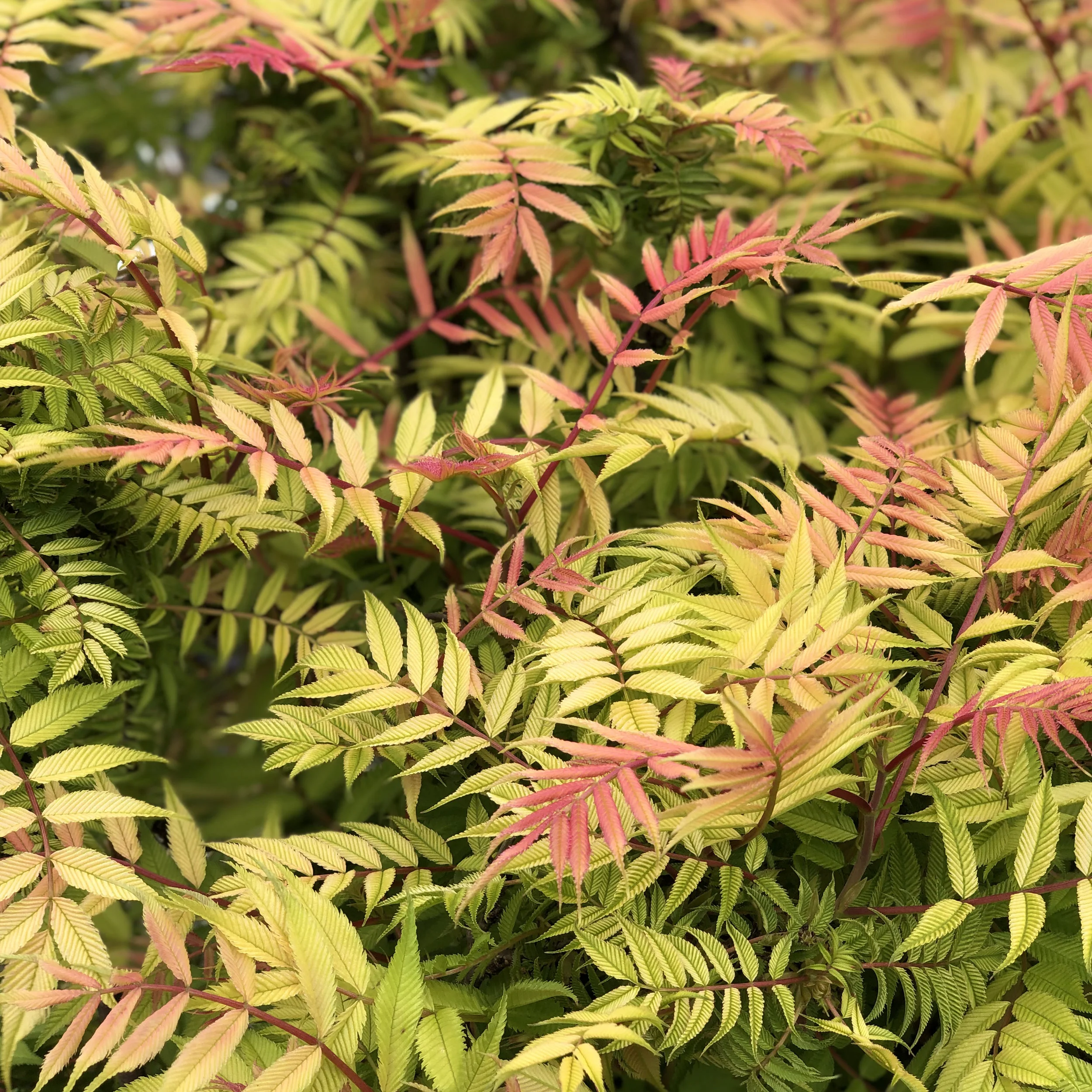 Our Favorite Plants for April