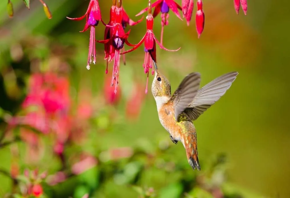 Rufous Hummingbird on Fuchsia photo: Total Landscape Care