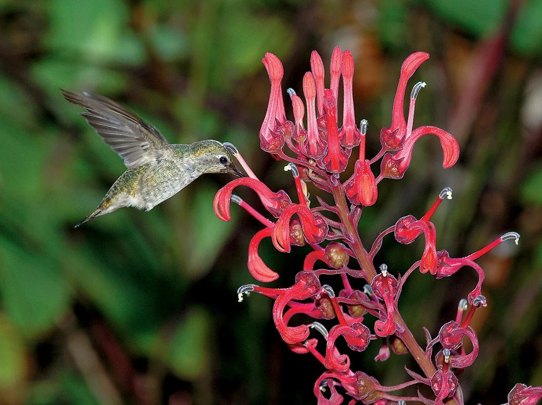Hummingbird on Lobelia Tupa photo: Bob Wigand