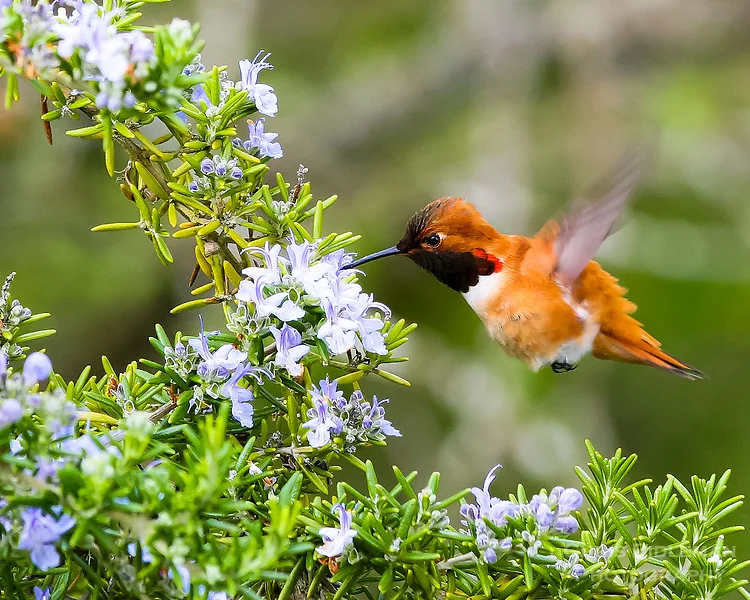 Hummingbird on Rosemary photo: Chris Bidleman Photography