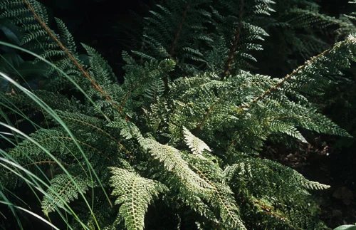 Shield Fern