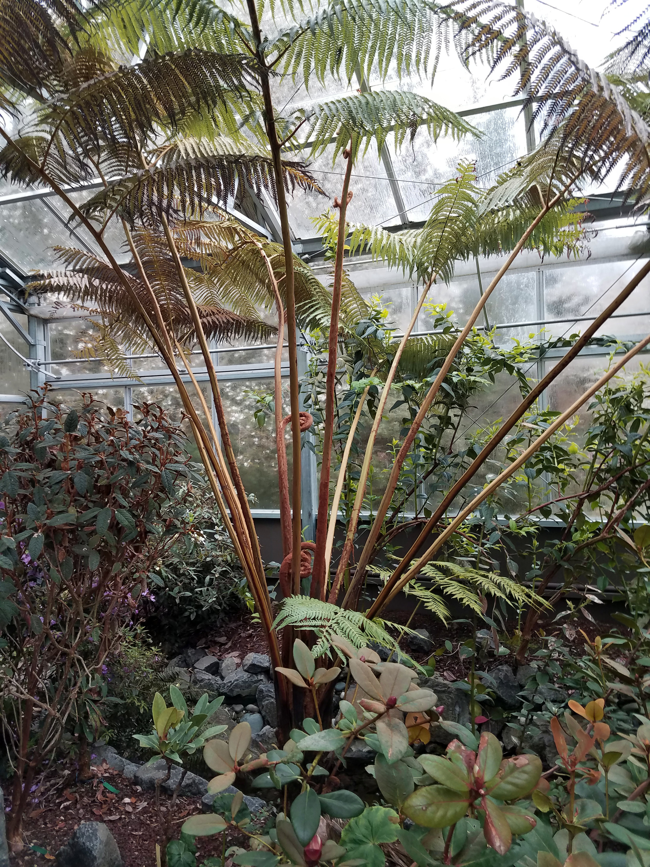 Tasmanian Tree Fern