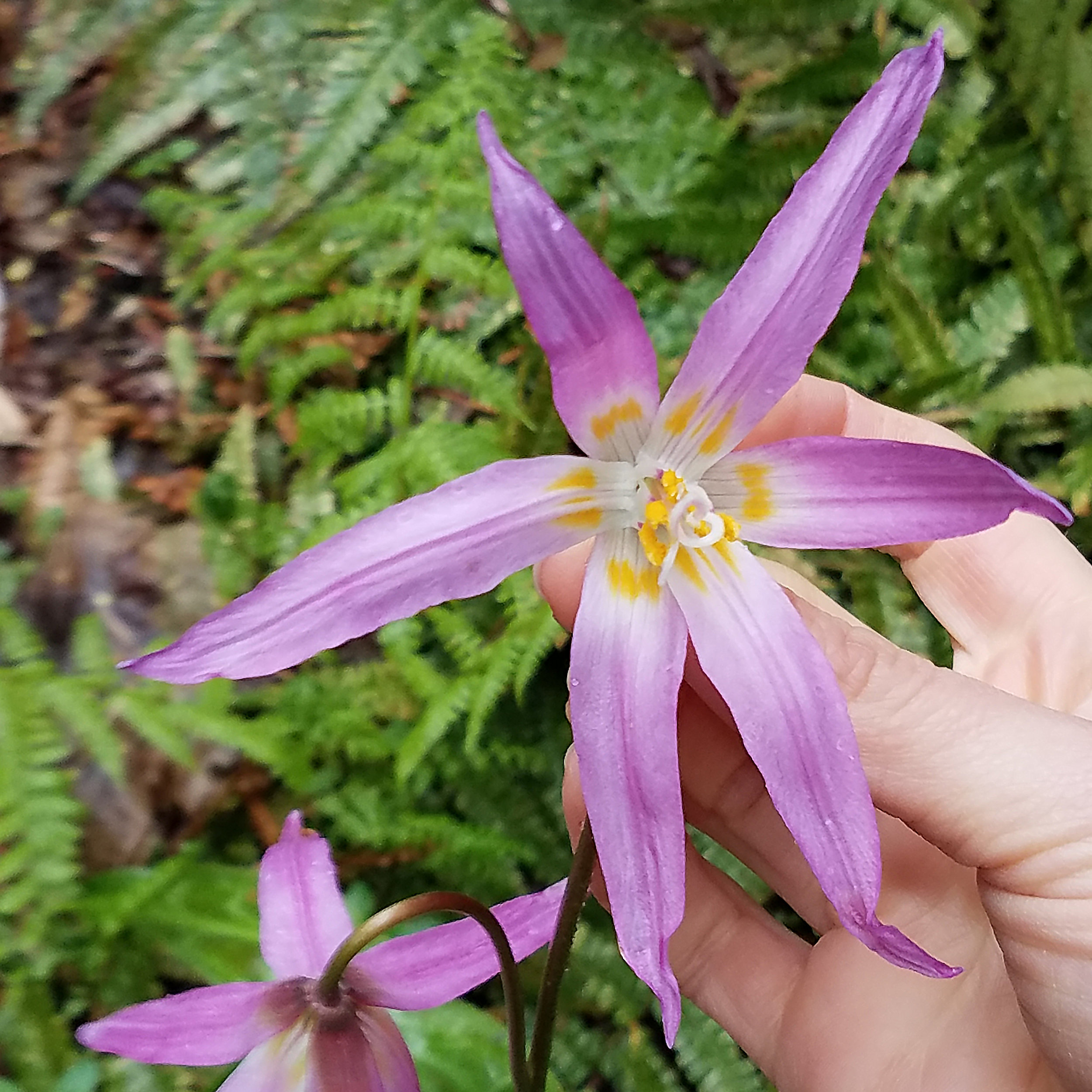 Pink Fawn Lily