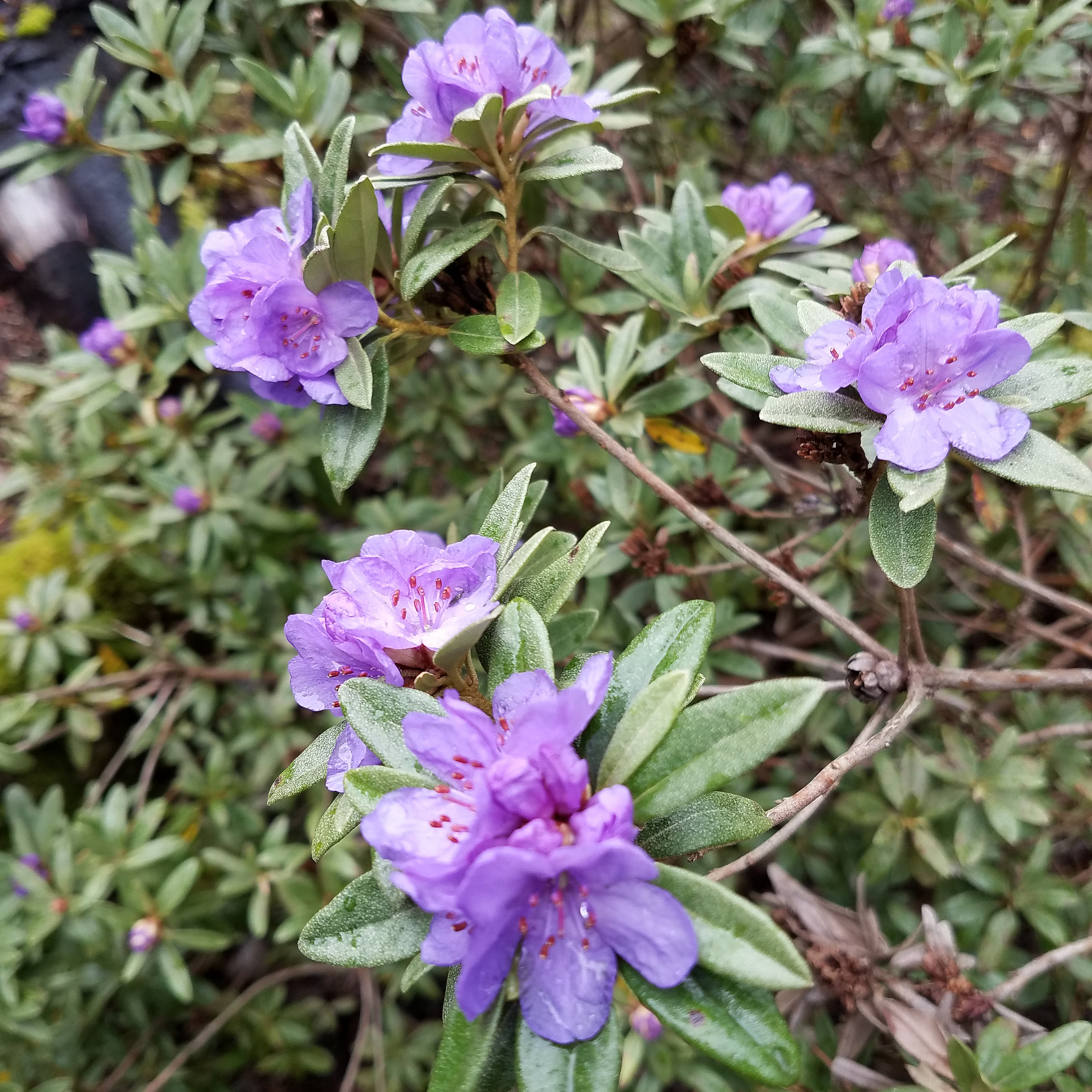 Rhododendron 'Haba Shan'