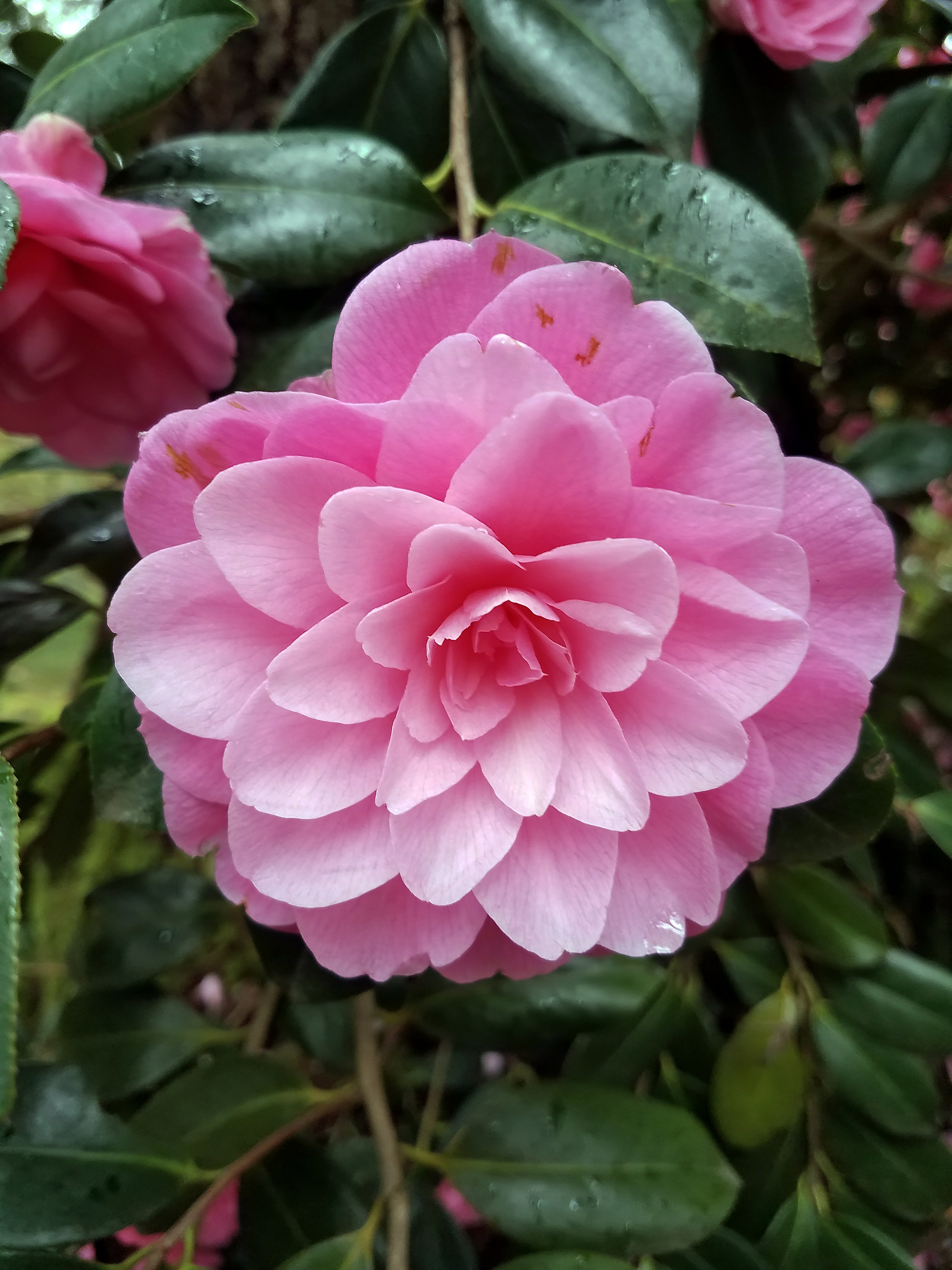 Camellia 'Water Lily'