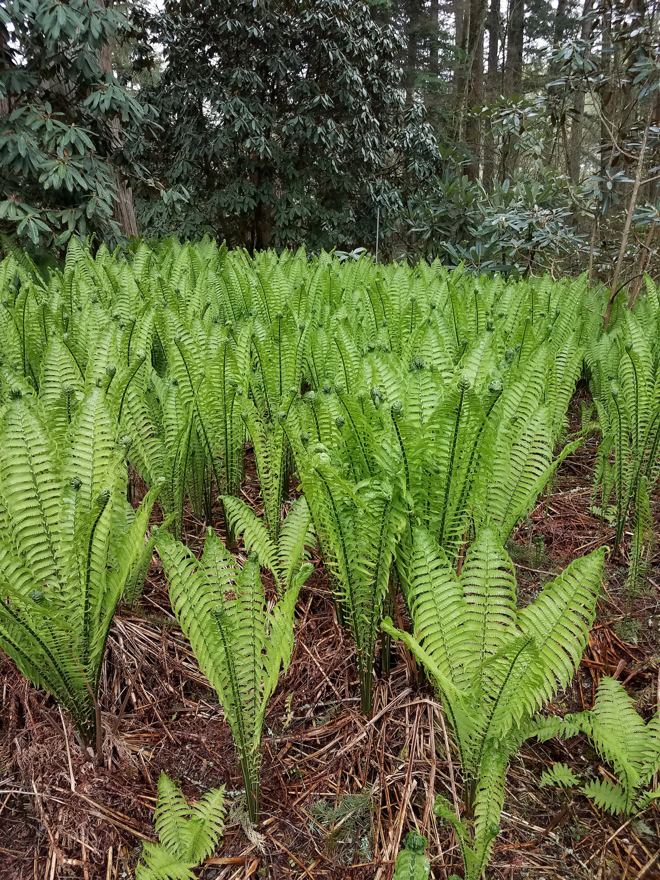 Ostrich Fern