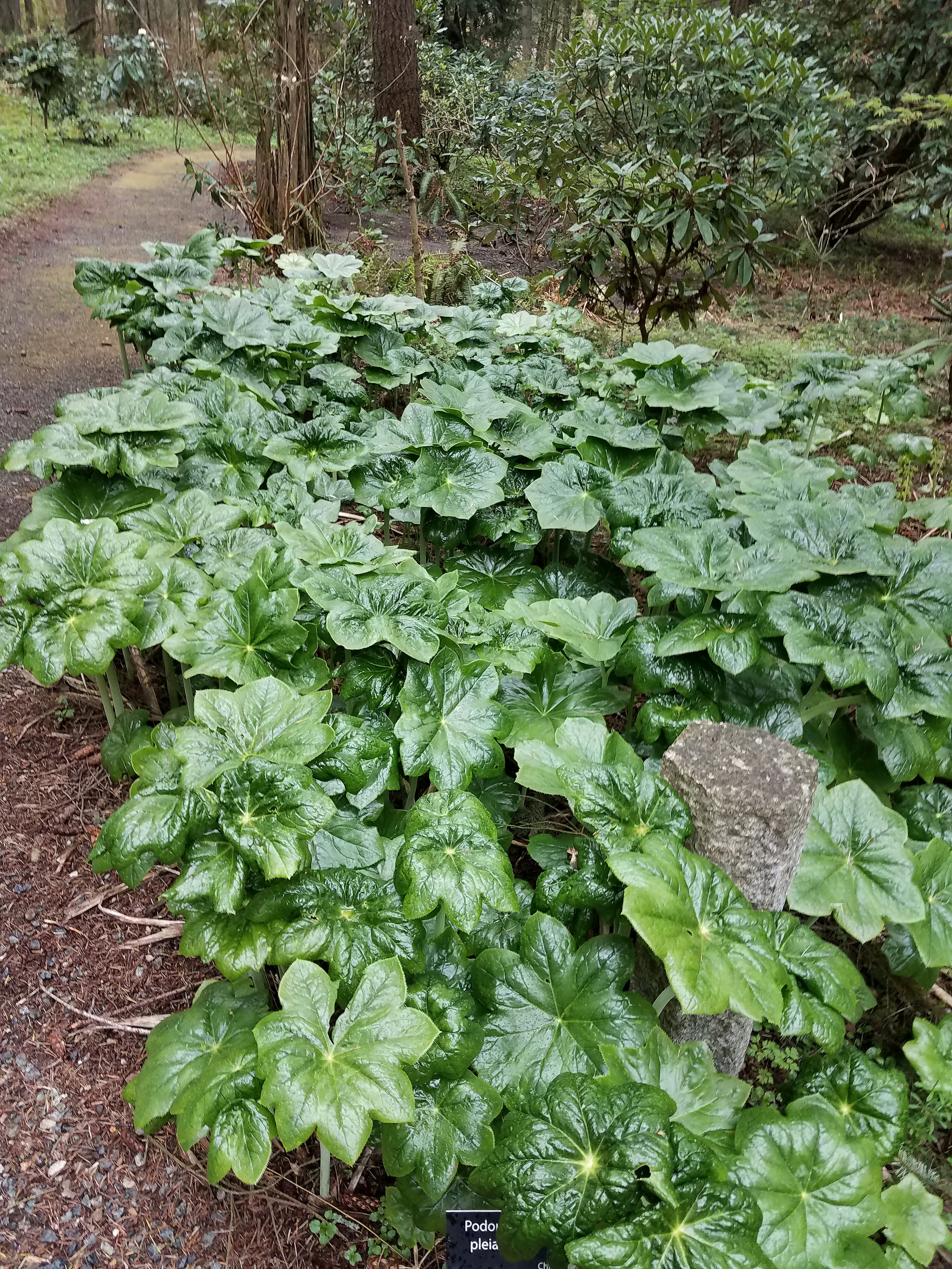 Chinese Mayapple