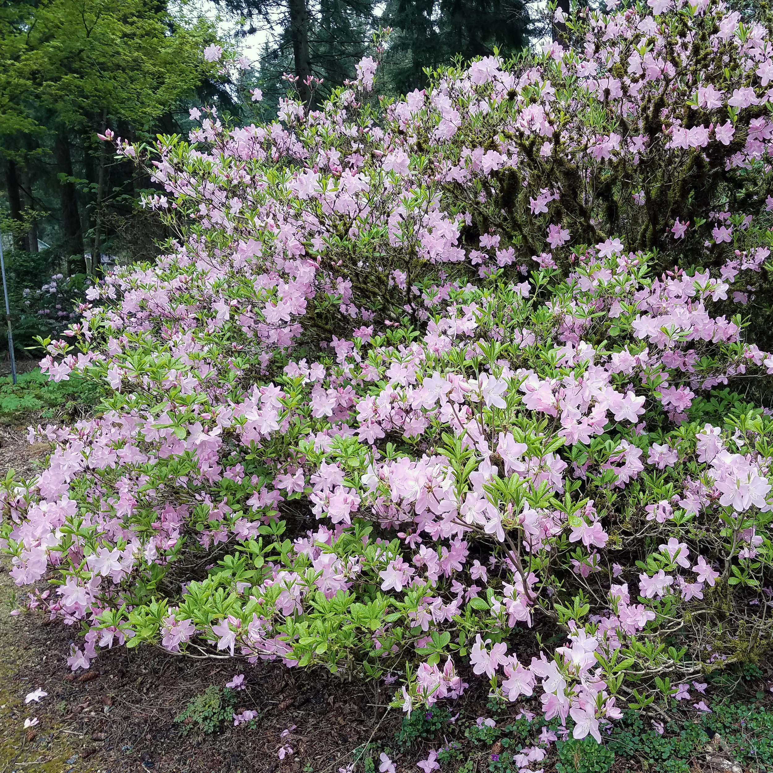 Rhodie schlippenbachii