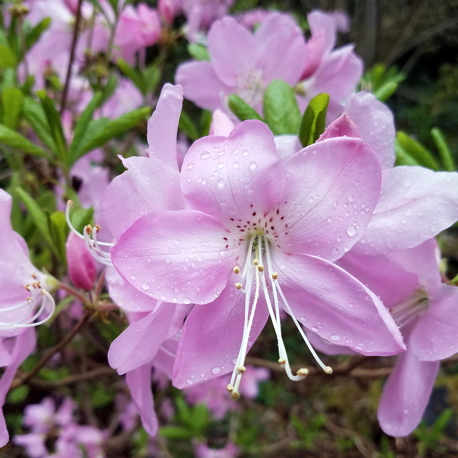 A Visit to the Rhododendron Species Botanical Garden — Seattle's ...
