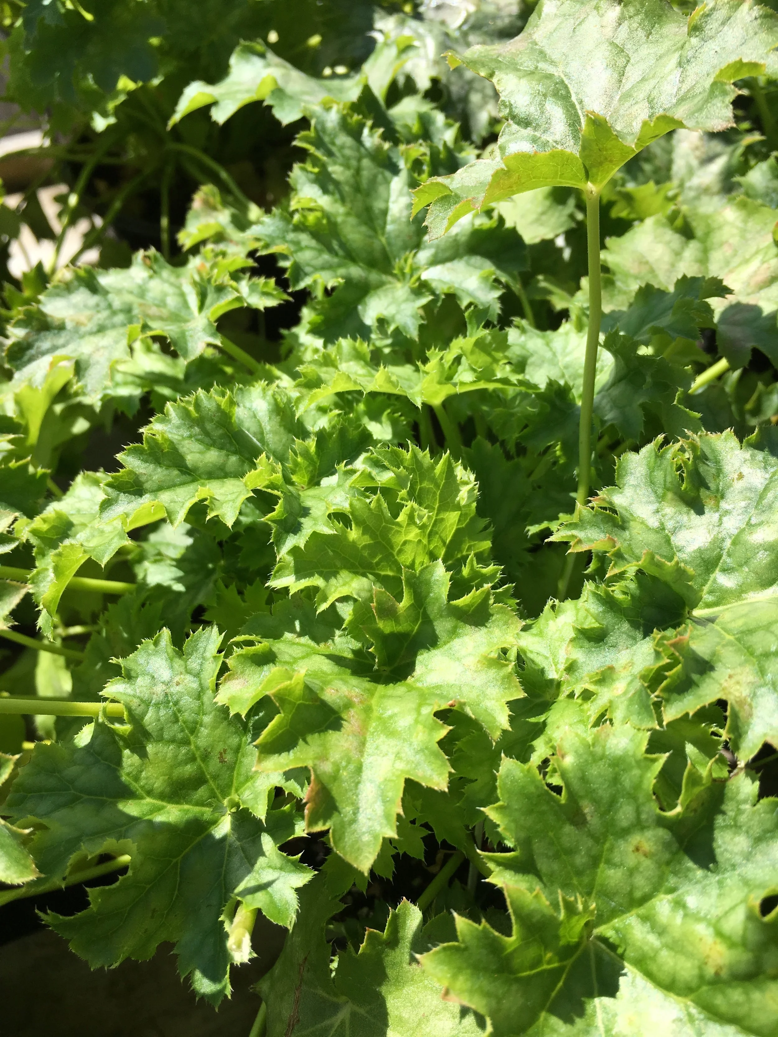 photo: First Edition Plants