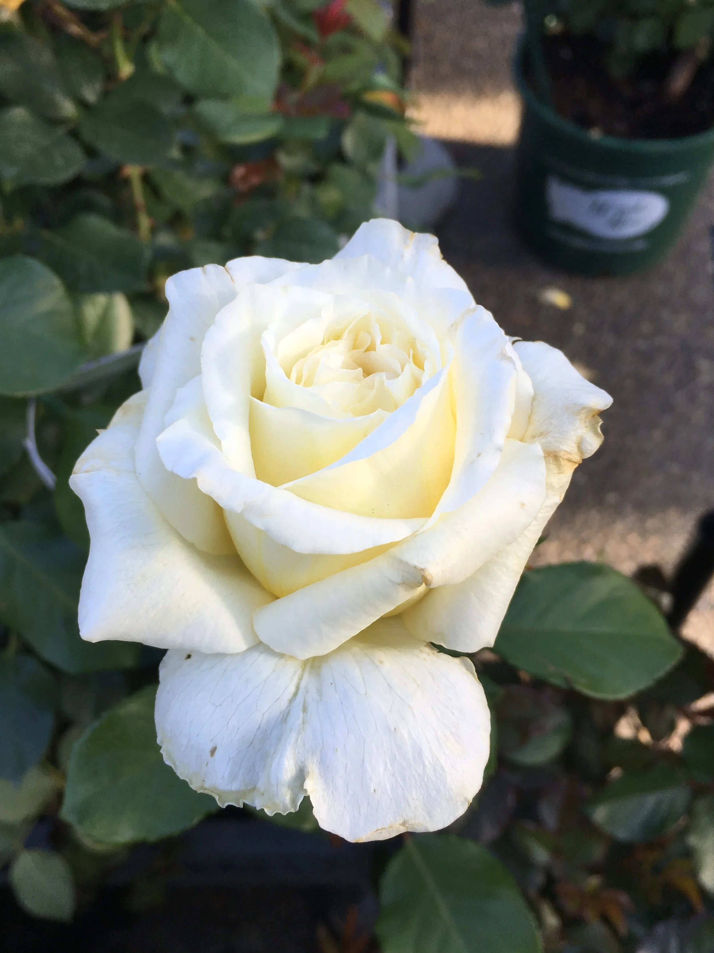 2019-04-26 08.45.59.jpg