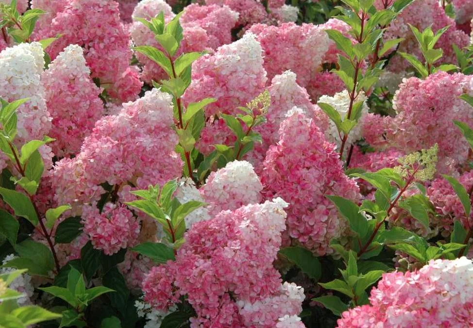 A Foodie's Guide to Plant Names