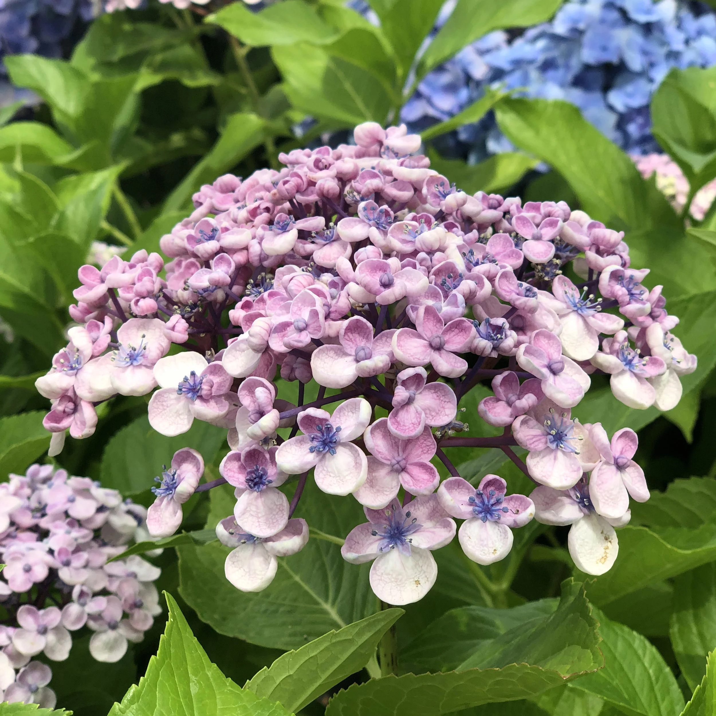 Ayesha Mophead Hydrangea.jpg