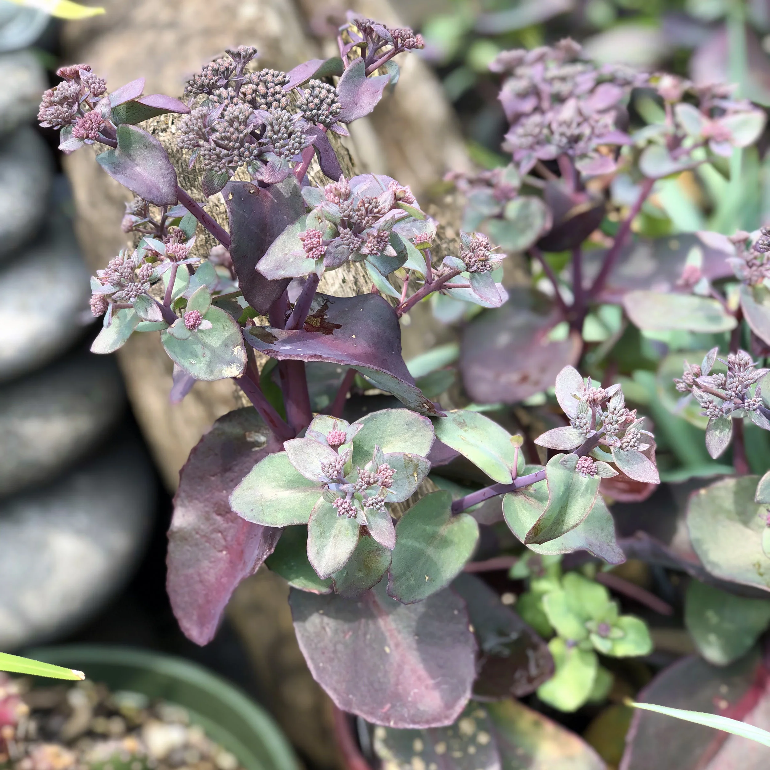 Sedum.jpg