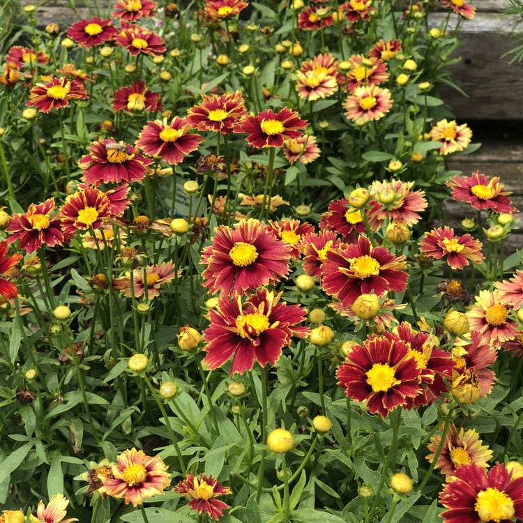 Our Top Picks For August — Seattle's Favorite Garden Store Since 1924