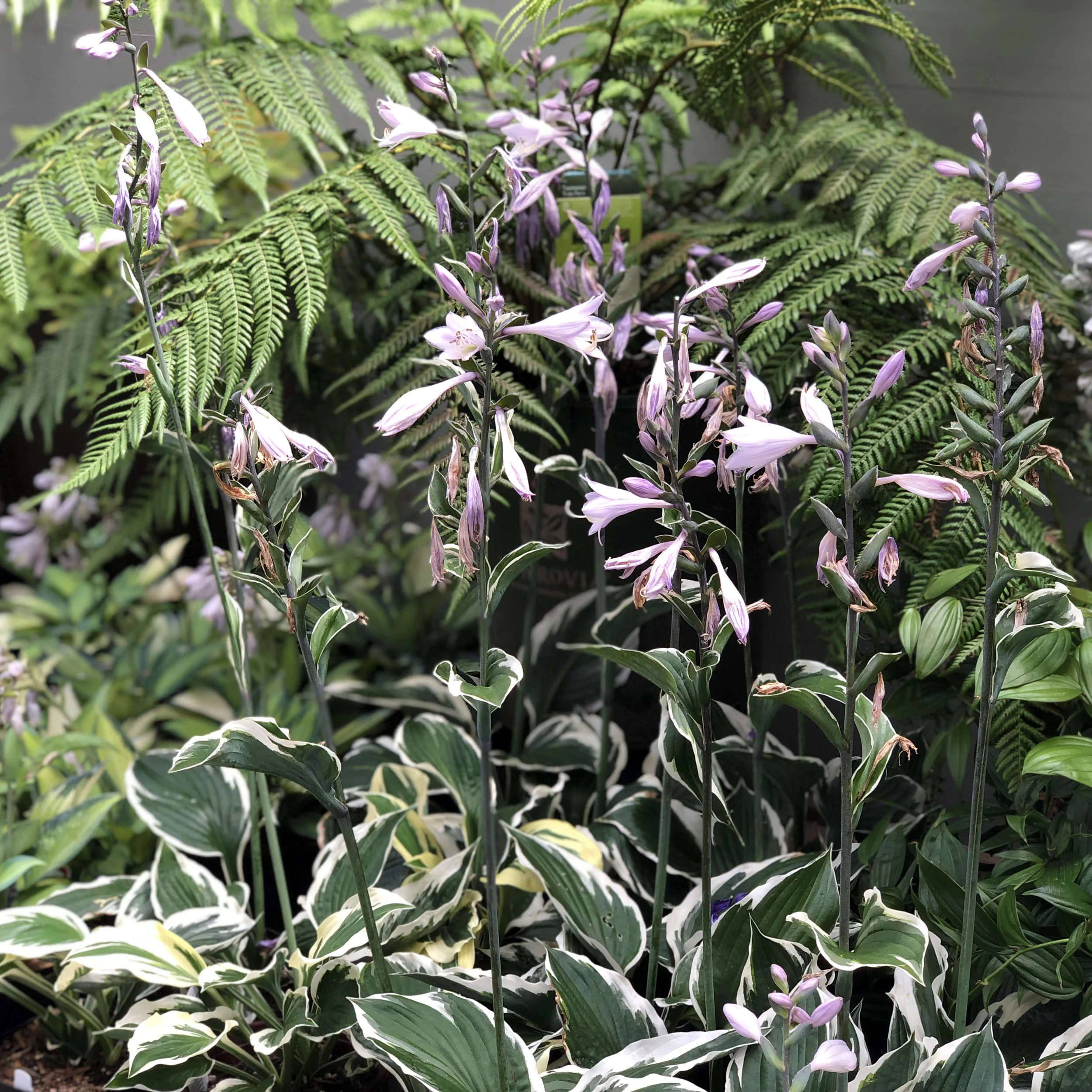 Hosta.jpg
