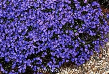 georgiabluespeedwell_monrovia.jpg