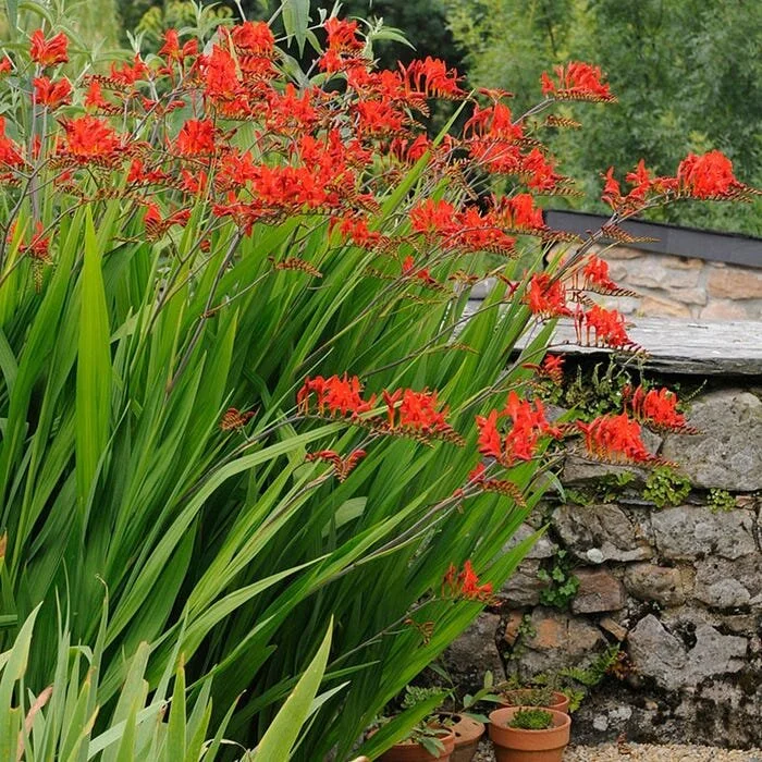 crocosmia-lucifer-foliage-flowers.jpg