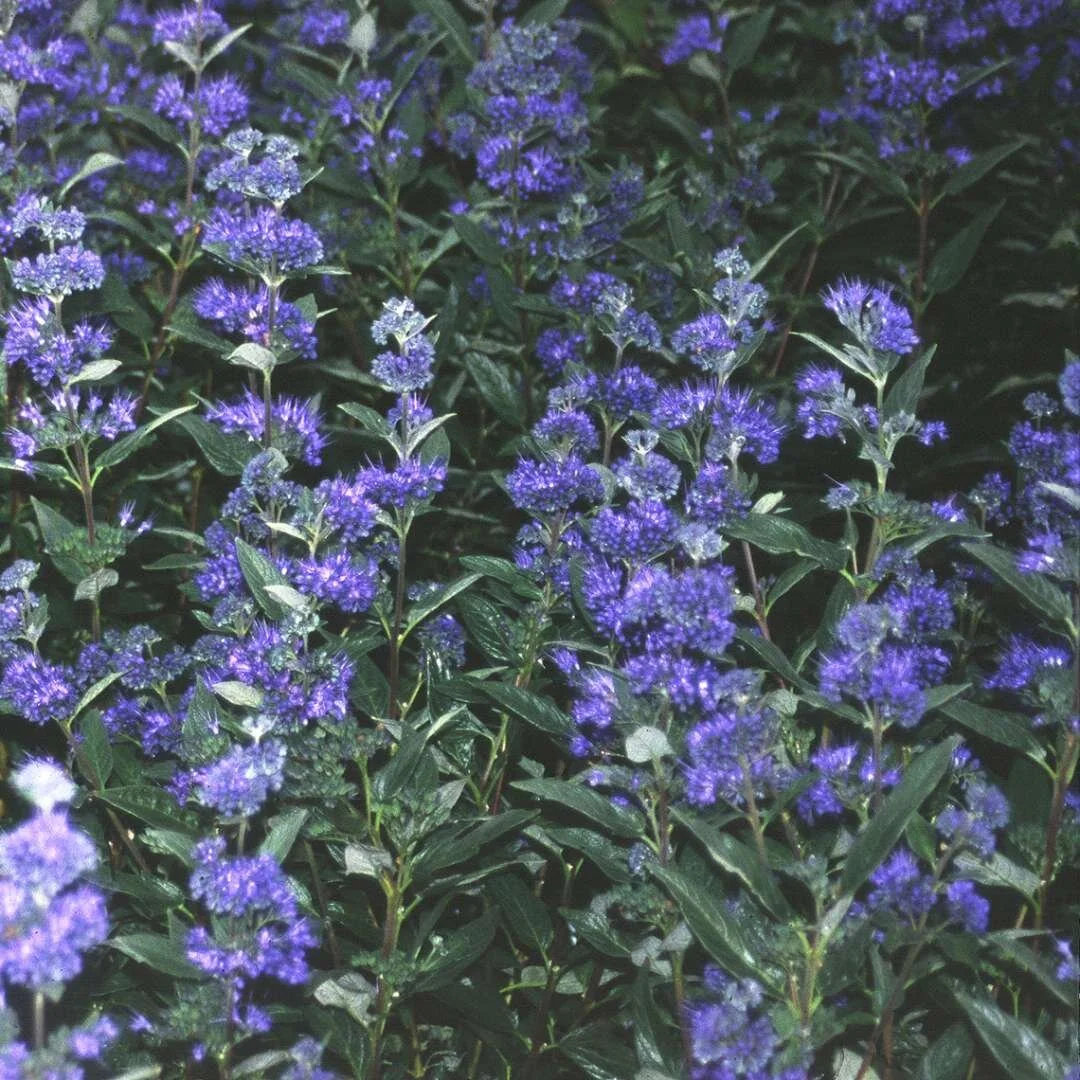 Caryopteris_Dark_Knight_1080_1080_60.jpg