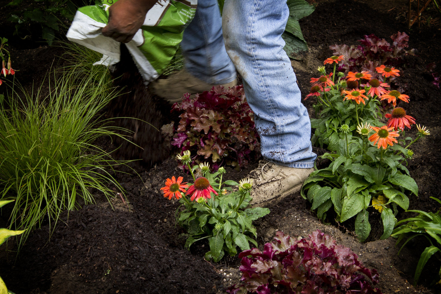Buy seattle garden plantings