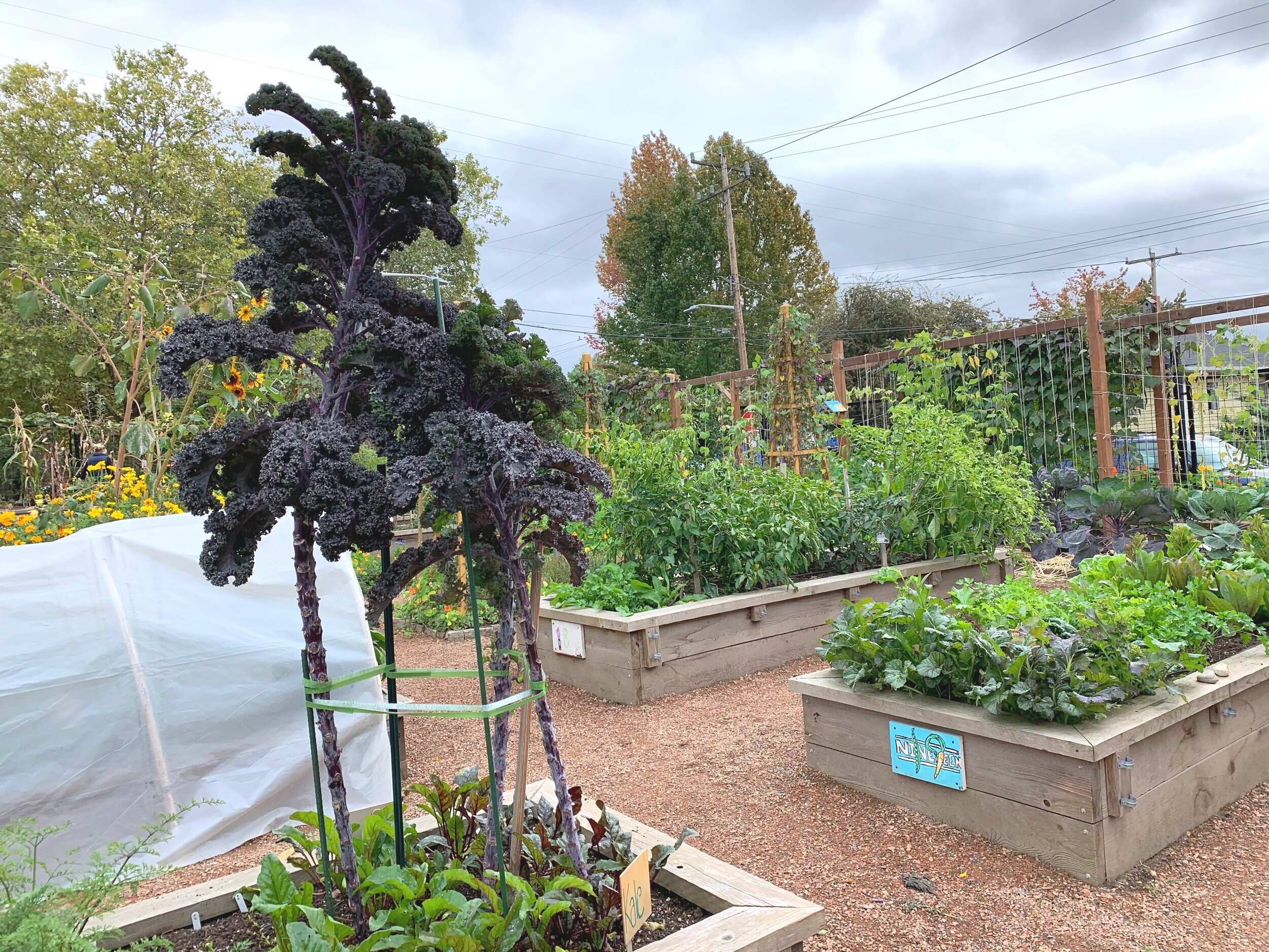 Kale that towers over you!