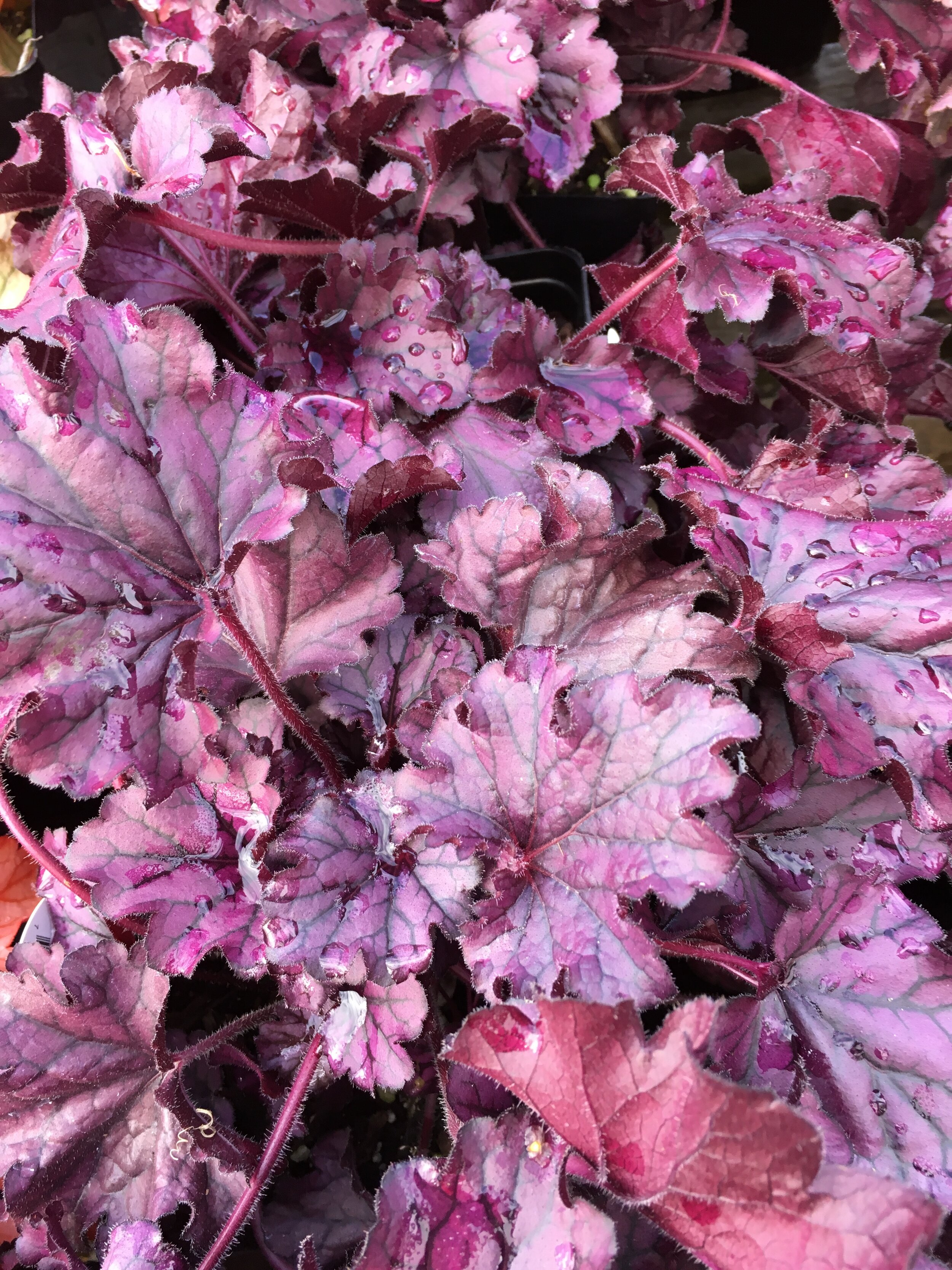 Forever Purple Heuchera.jpg