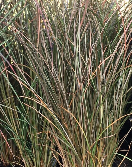 carex.JPG