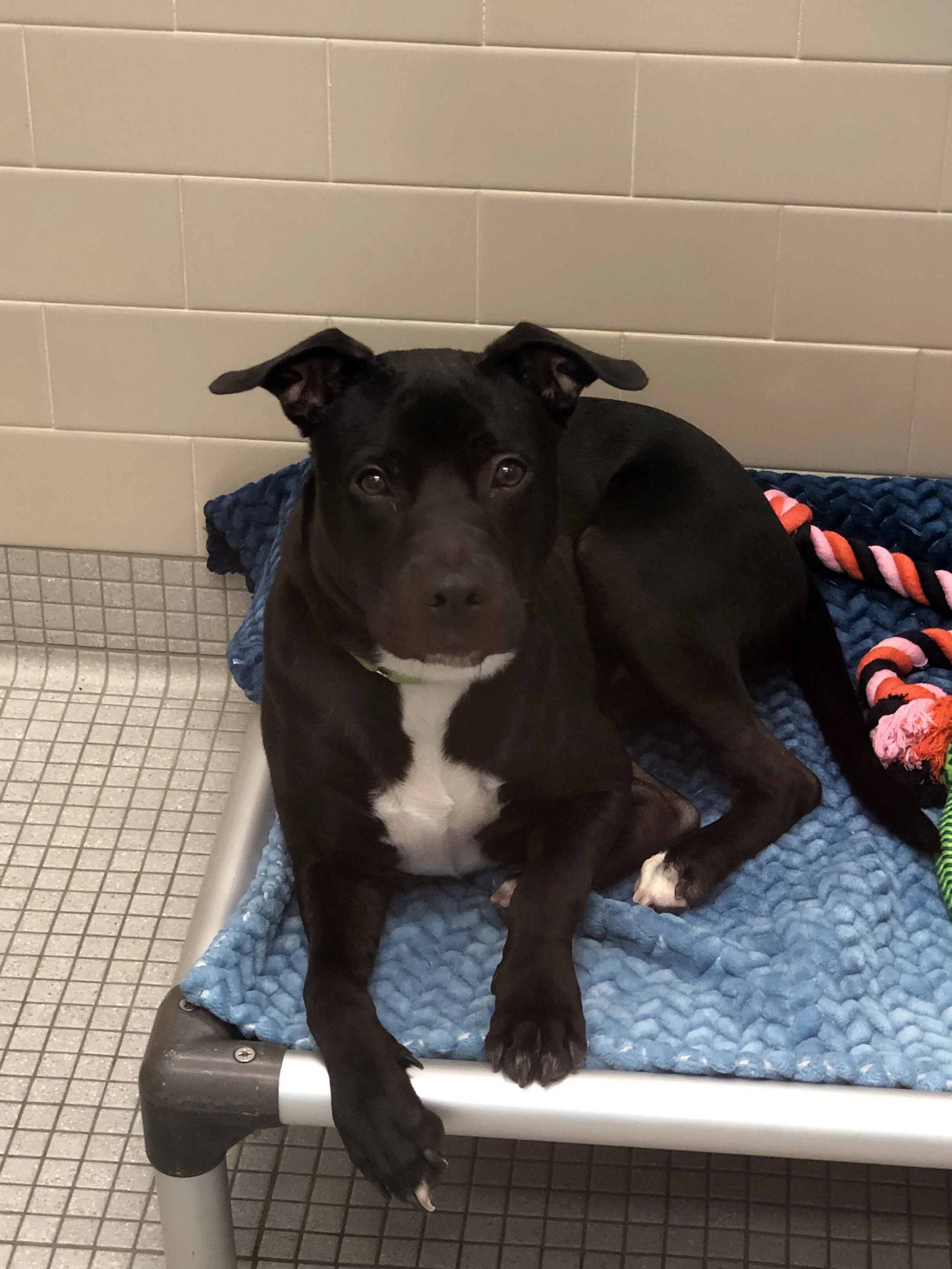 seattle humane society adoption