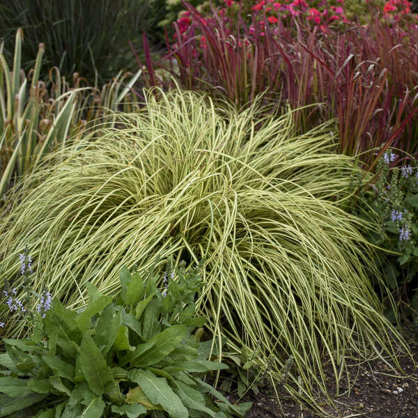 The Art of Letting Go: Do Native Grasses Need Pruning?