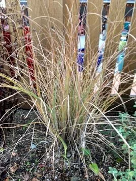 Maiden Grass