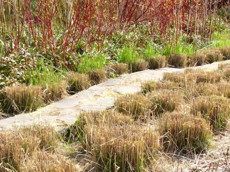 Winter Pruning of Ornamental Grasses