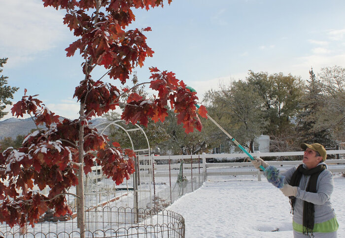 removing-snow-from-plants_700x483.jpg