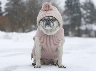 ottdogdec23_ottawacitizen.jpg