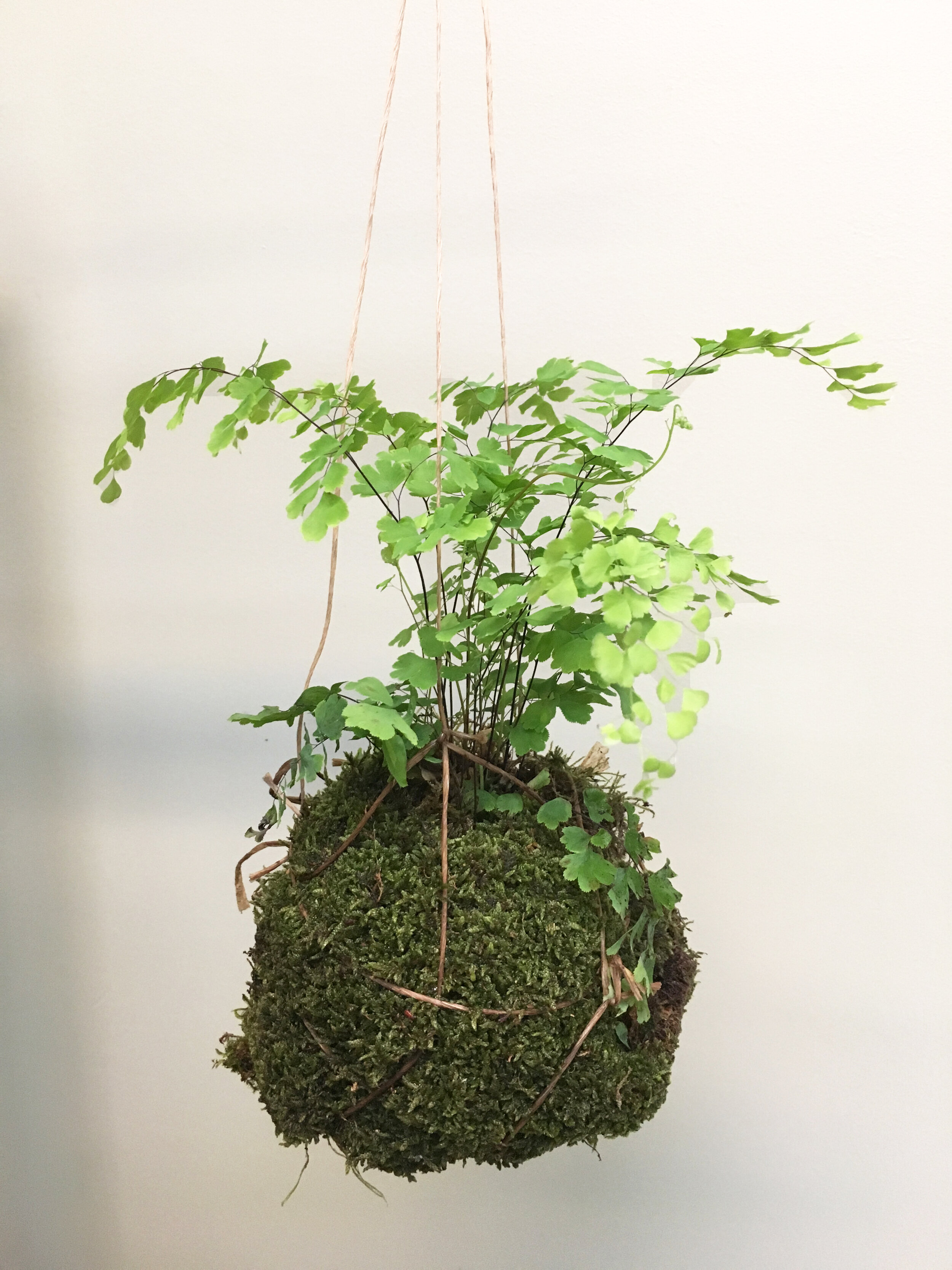 creating your own kokedama — seattle's favorite garden store since