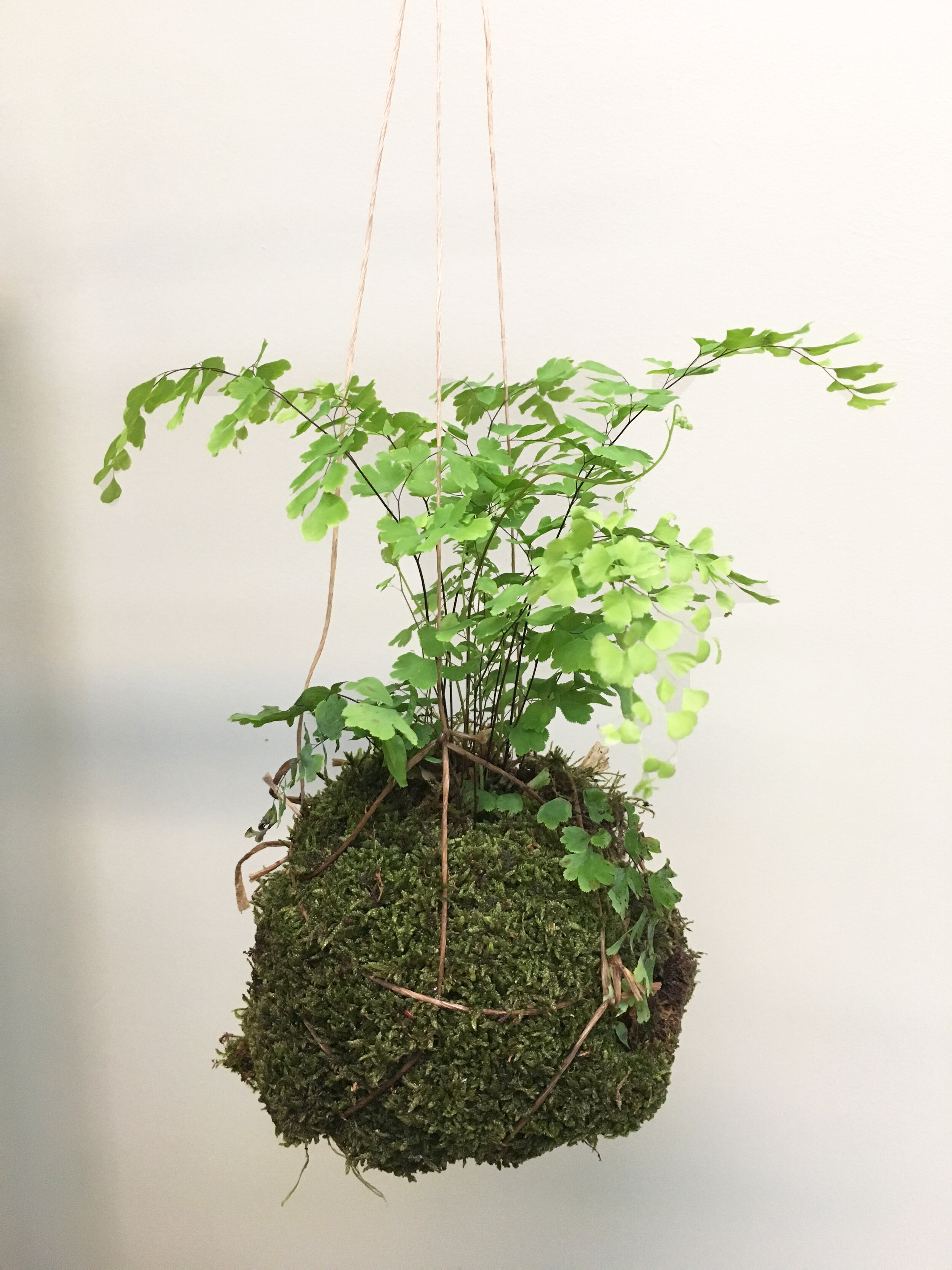 Kokedama Moss Ball Plant, Table Top Style