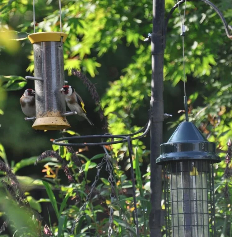 Winter Visitors The Basics Of Backyard Bird Feeding Swansons