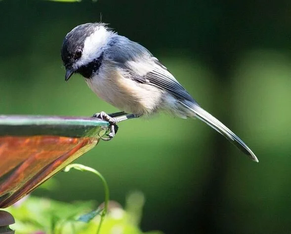 The Basics of Backyard Bird Feeding 