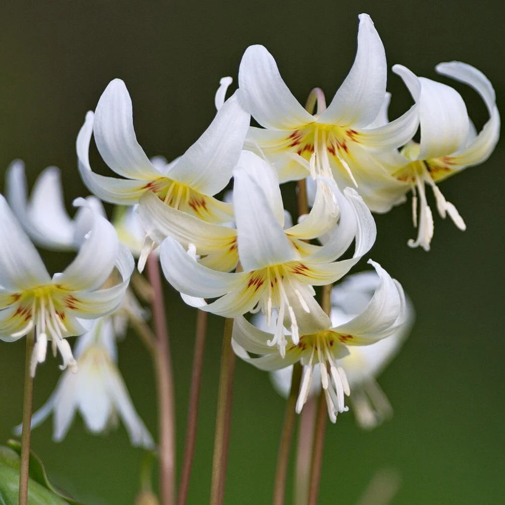 Erythronium The Magical Woodland Fawn Lily Seattle S Favorite Garden Store Since 1924 Swansons Nursery