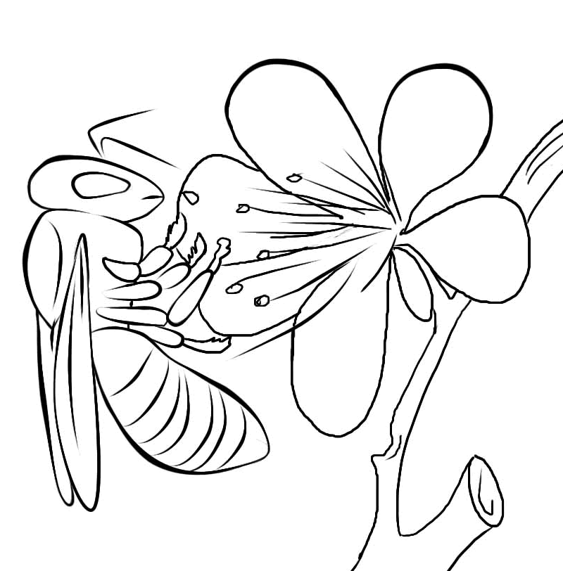 Pollinator Coloring Pages Seattle S