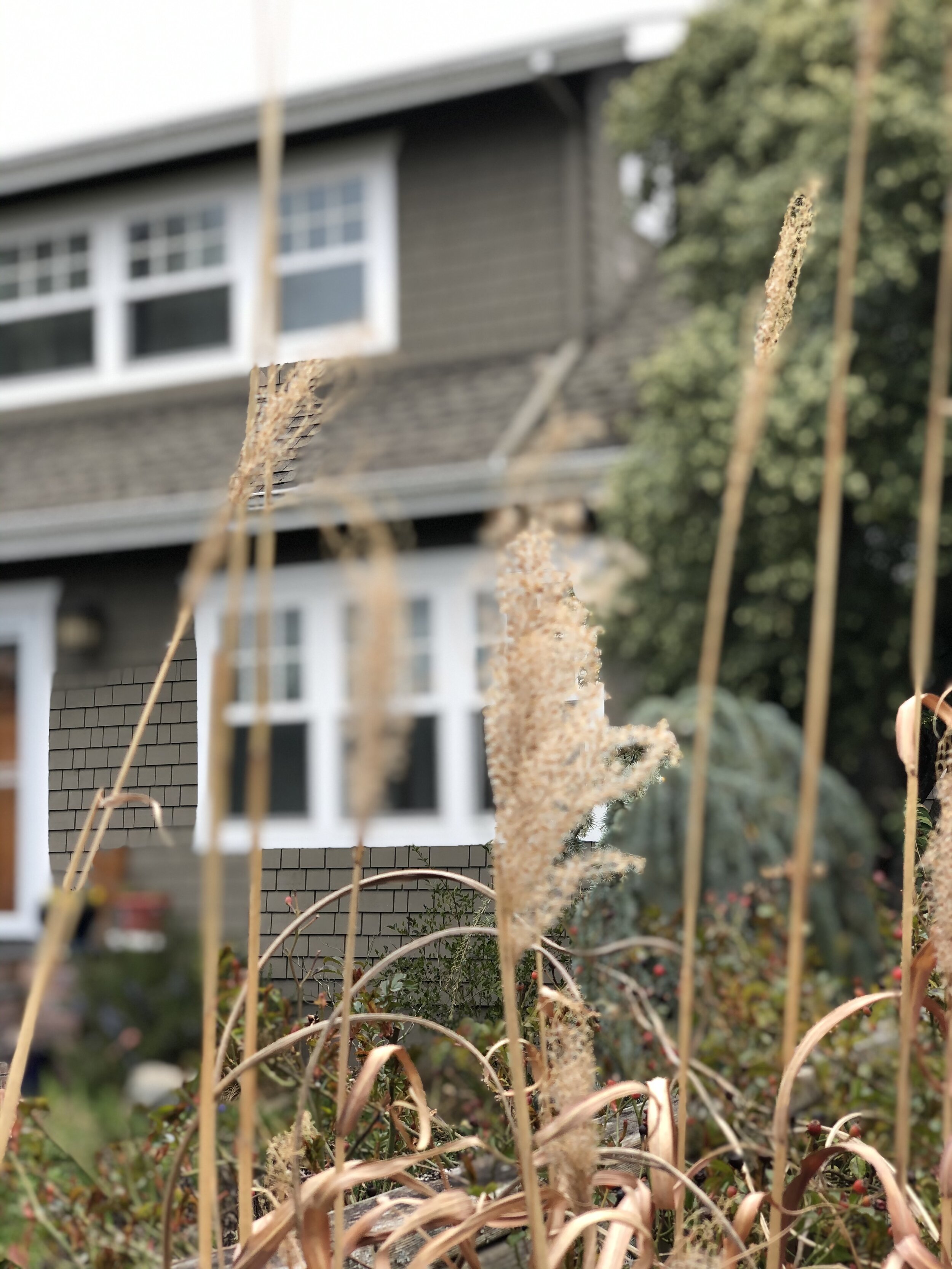 Grasses in the wind