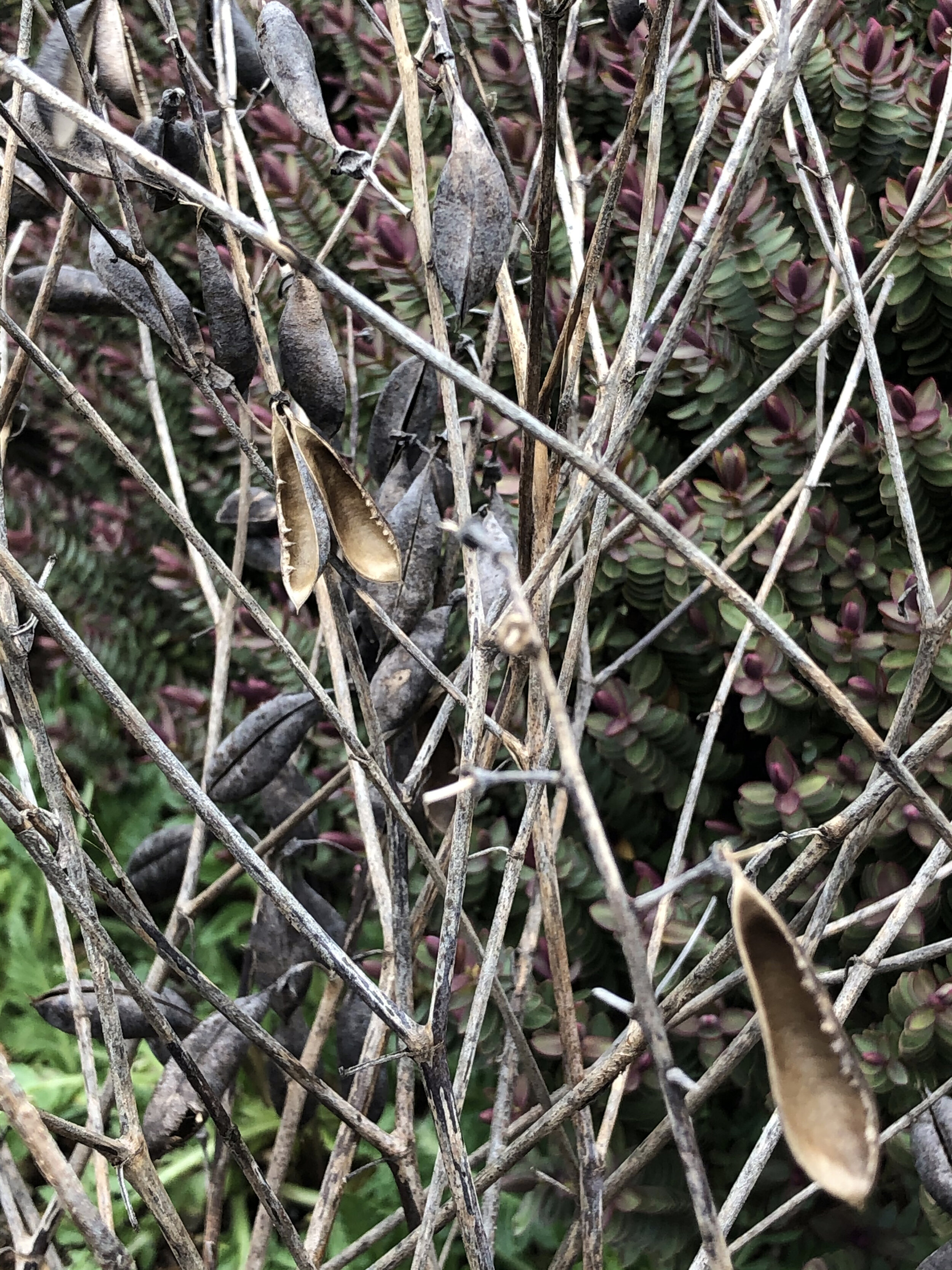 Rattling of seed pods 