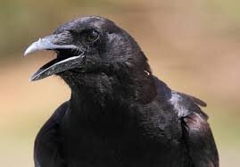 Crow squawking