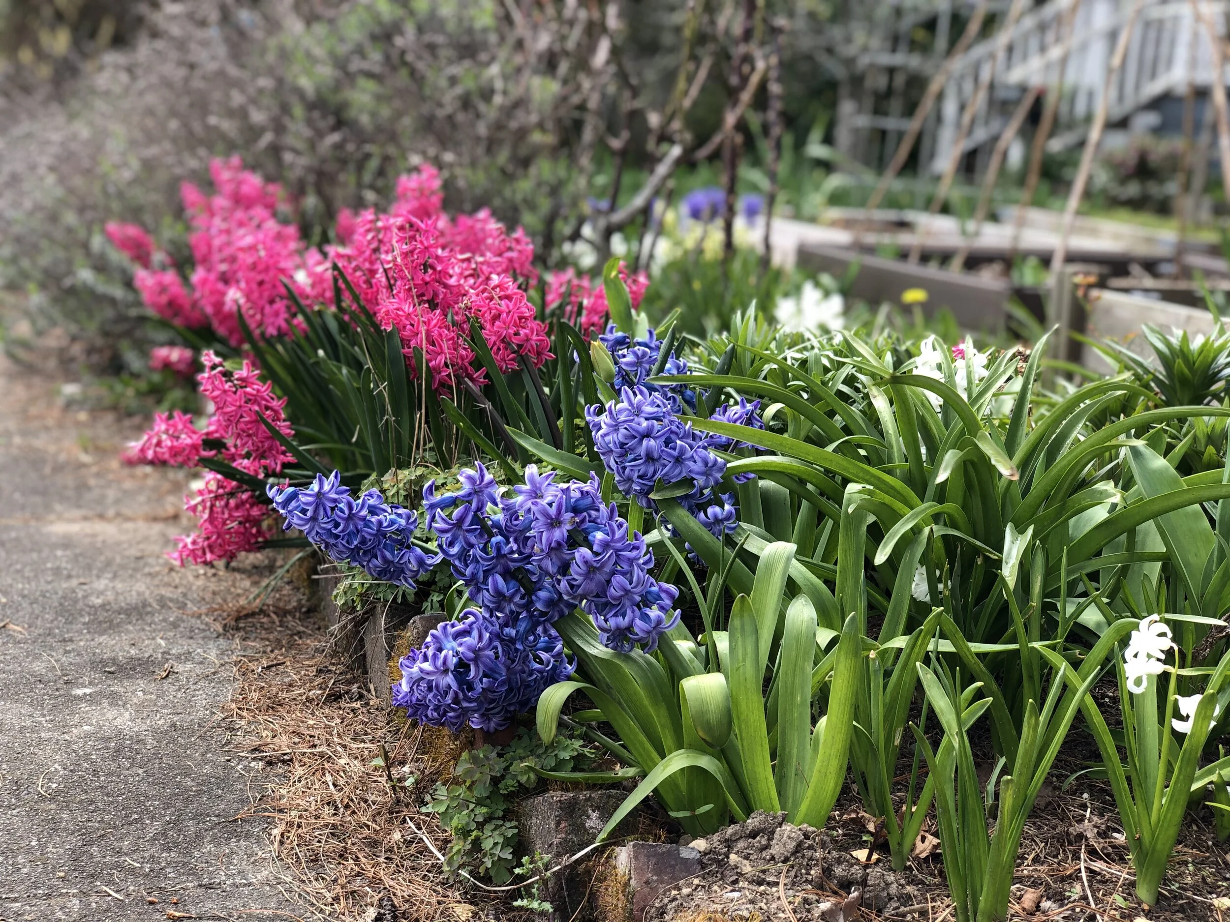 Spring Plant Images — Seattle's Favorite Garden Store Since 1924