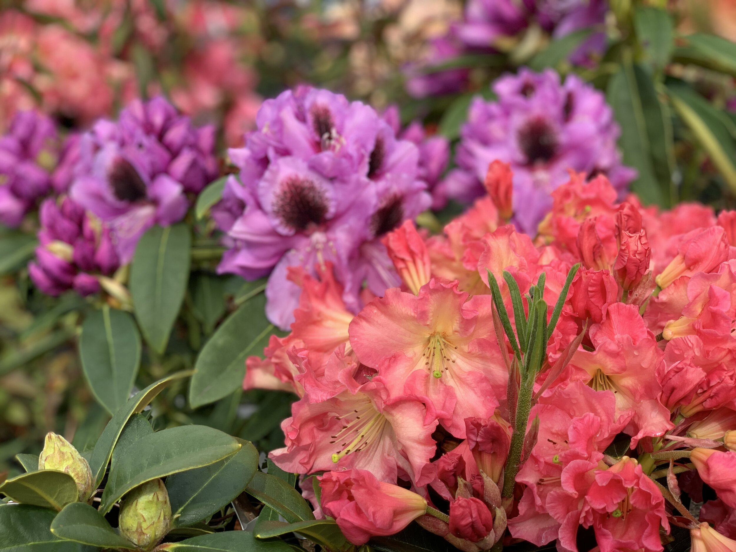 Spotlight Plant: Rhododendron — Seattle's Favorite Garden Store Since 1924 - Swansons