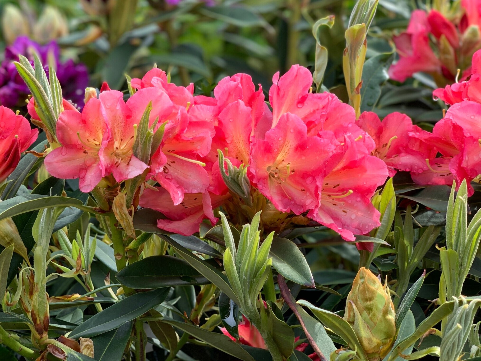 Spotlight Plant Rhododendron — Seattle's Favorite Garden Store ...