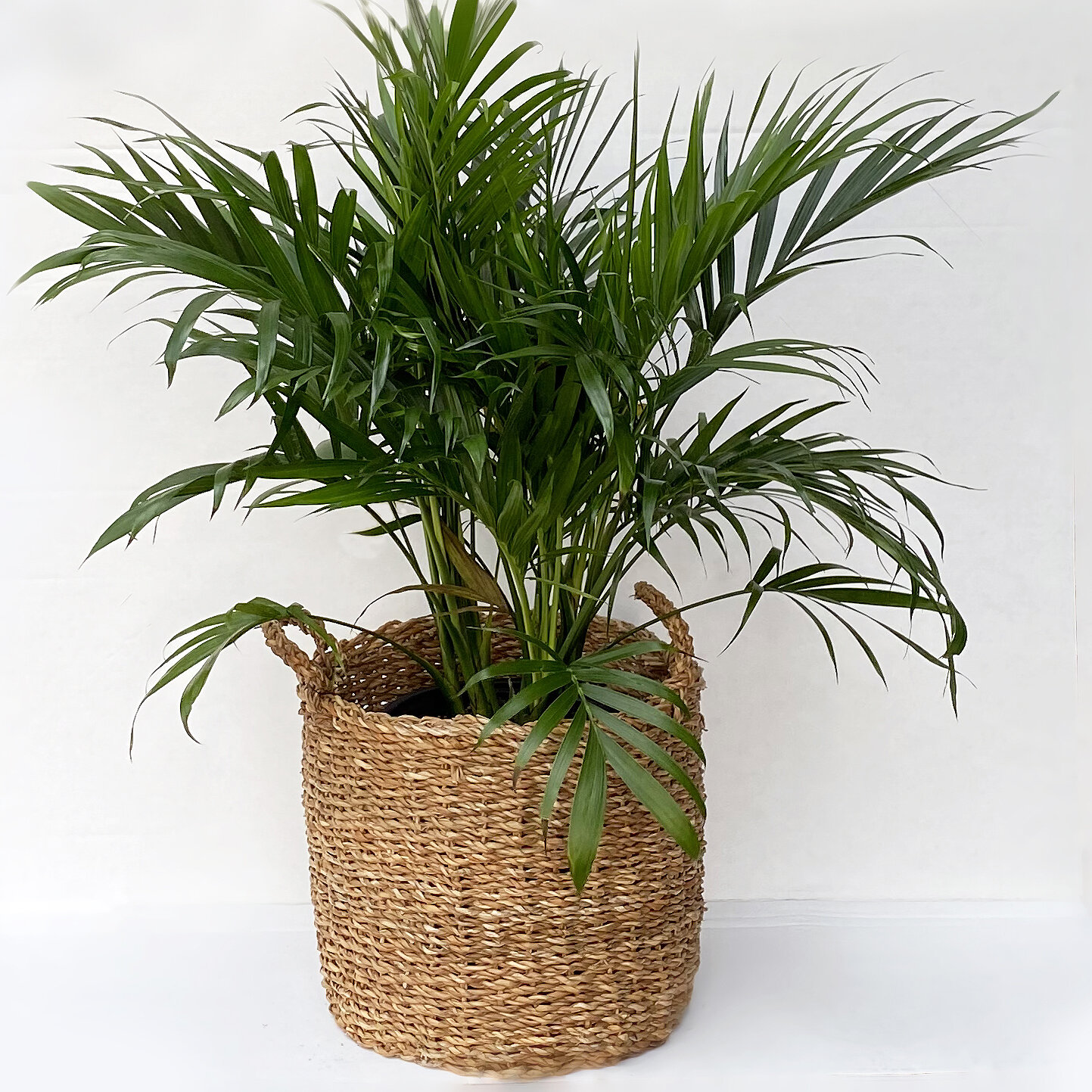II. Benefits of Having Indoor Tropical Plants