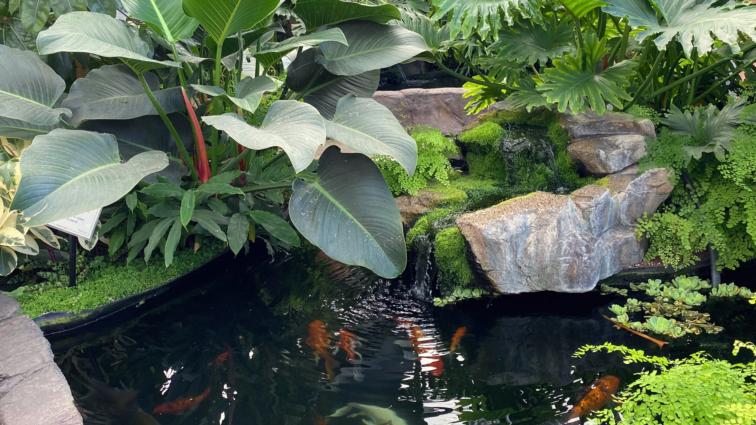 Creating a "Staycation" with Tropical Houseplants